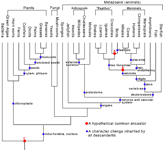 phylogeneticTrees